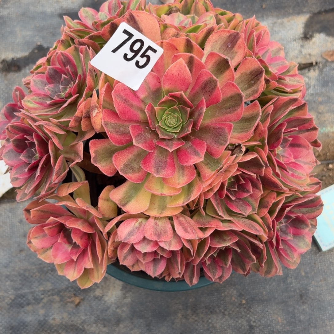 795雨河多肉植物福利