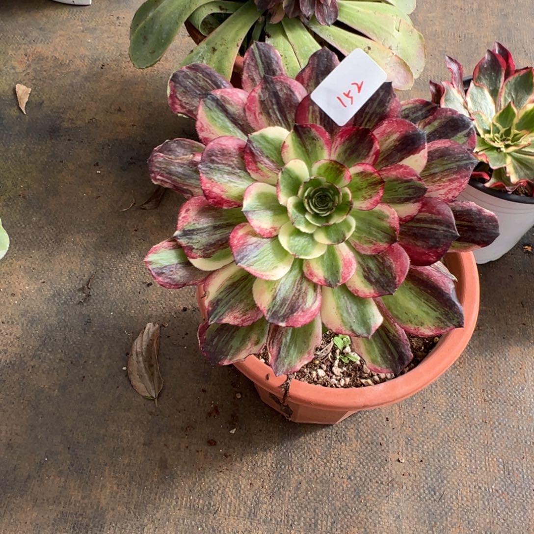 152伯爵嫁接多肉多肉多肉