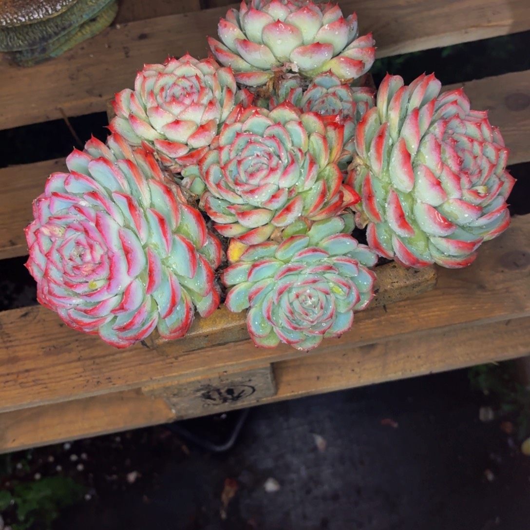 ****࿐老桩精品肉肉侧影带盆