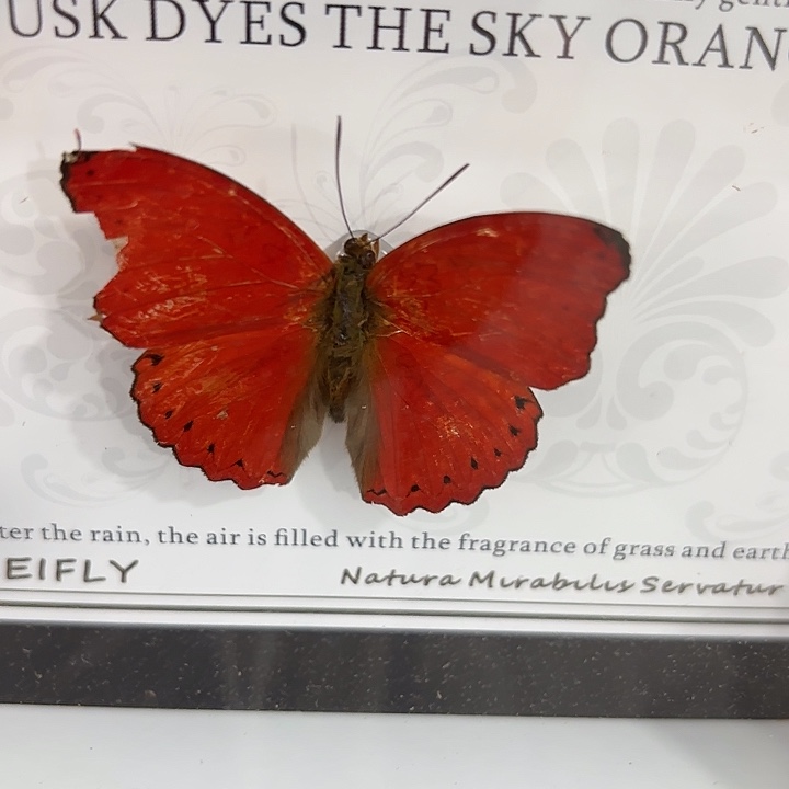 倒***.蝴蝶标本定制548@