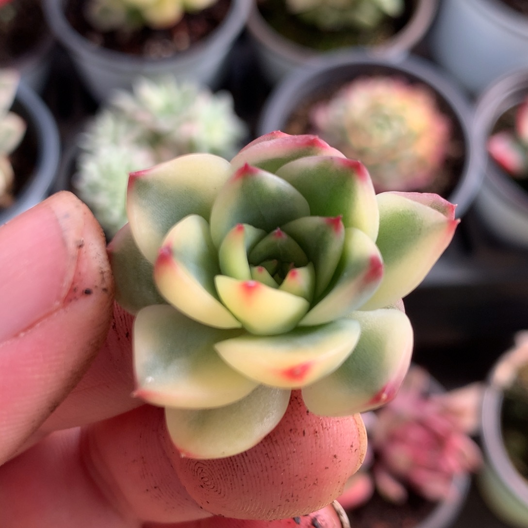 月亮石侧牙j j j j j j j j