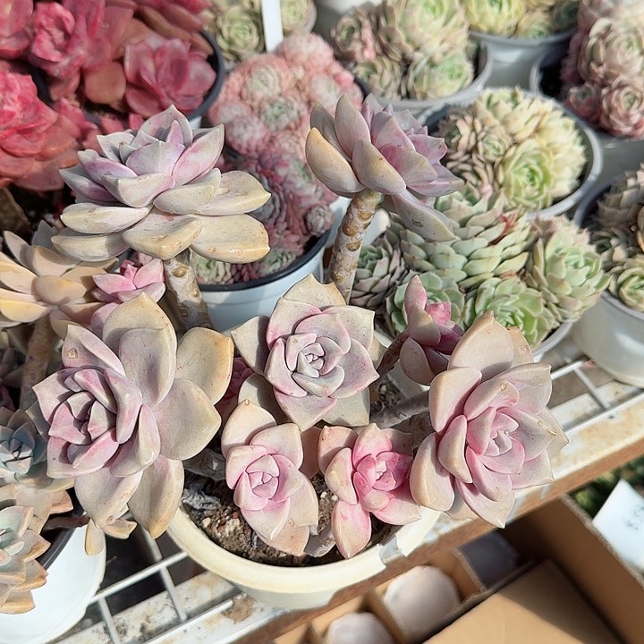 糖心紫乐多肉植物