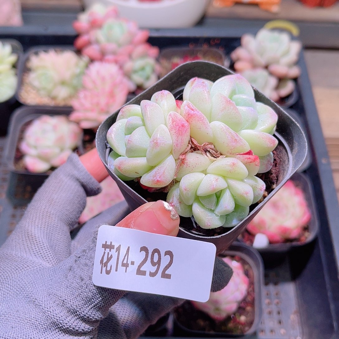 花14-292冰玉三头