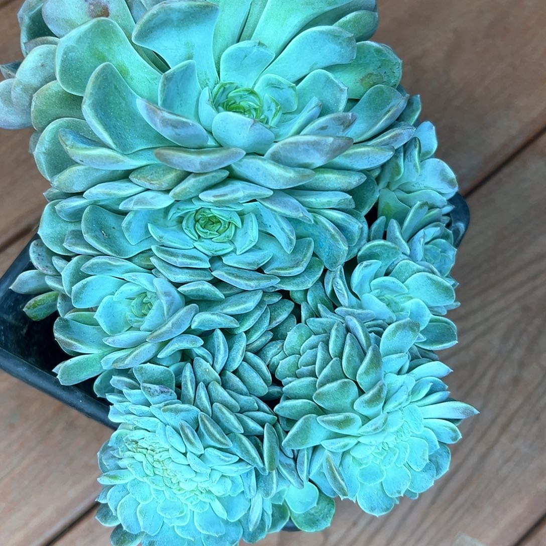 融晶缀化，一物一拍