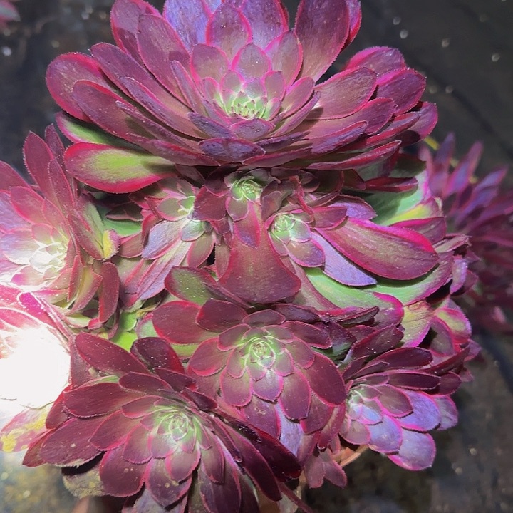 精品粉花妖捧花亏本福利