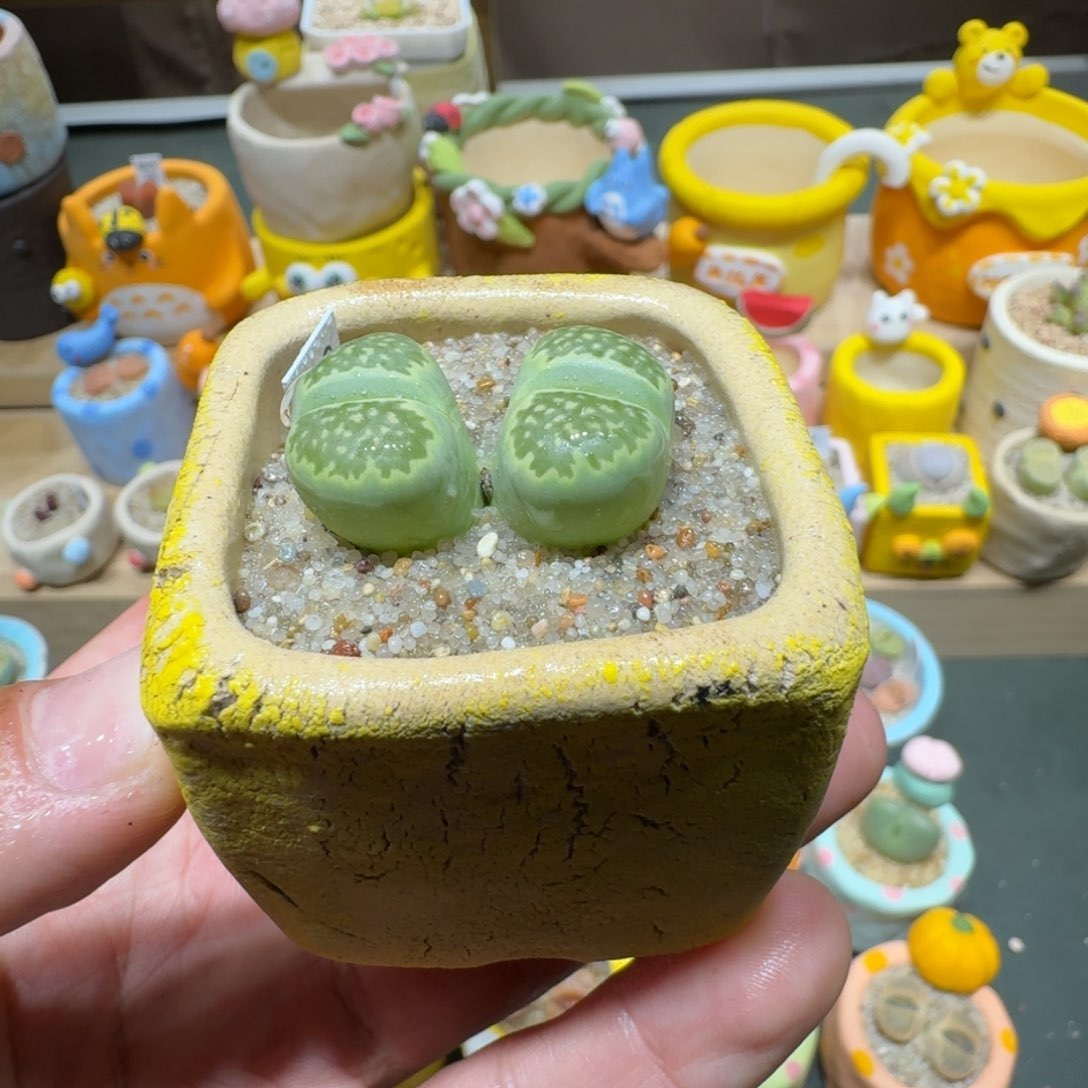 红陶蘑菇650绿孔雀