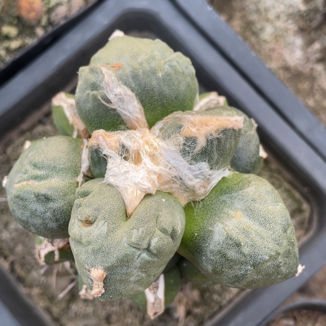 全部花朵蛋犹怒涛牡丹