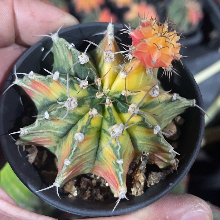 傲***梅实生牡丹锦带盆土发货