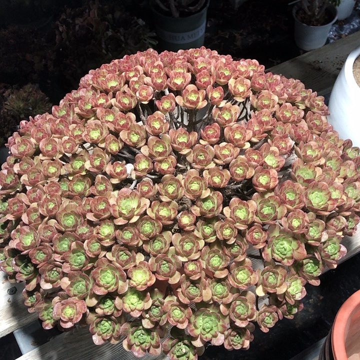 老桩小狐狸 多肉植物