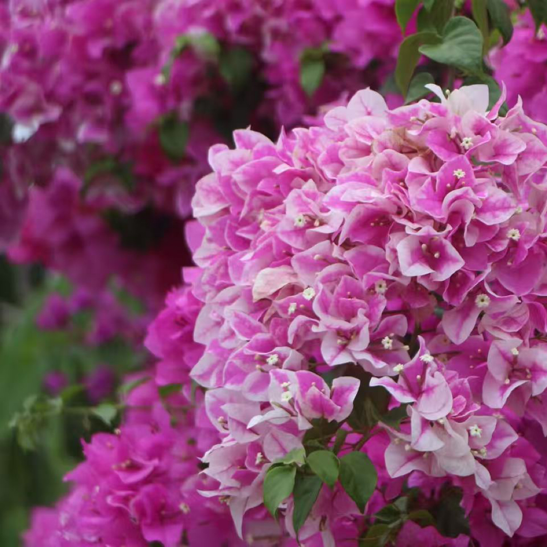 三角梅盆景素材品种桩