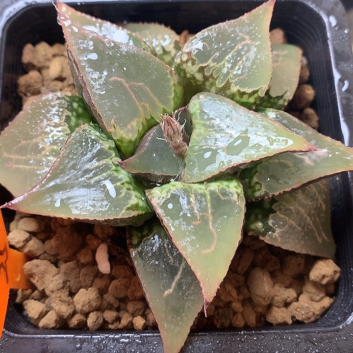 酒吞童子一物一拍