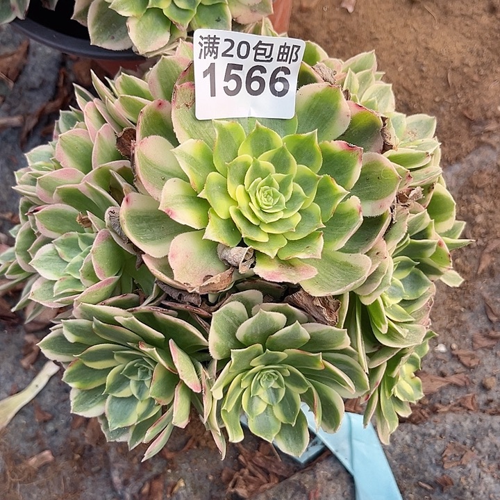 1566一颗海王法师