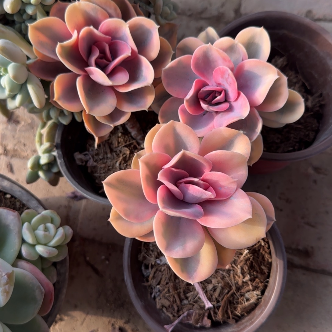 无花朵120彩虹单头