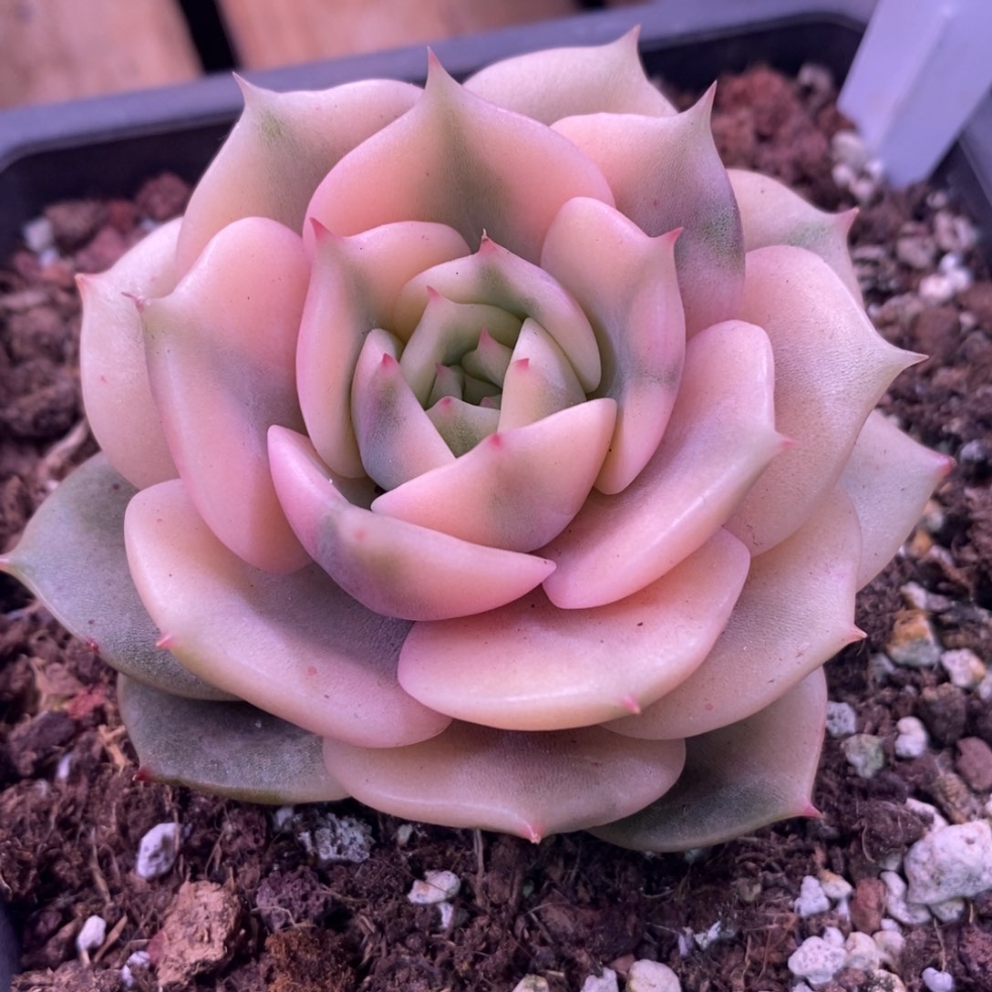 陈*陈路 多肉植物锦