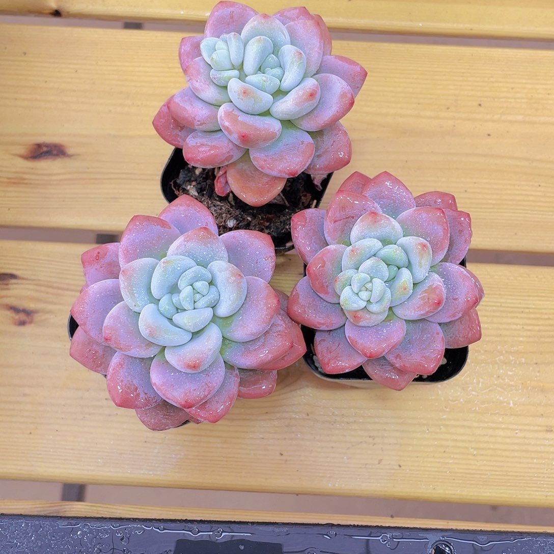 1206号 优选红洛神单头一个