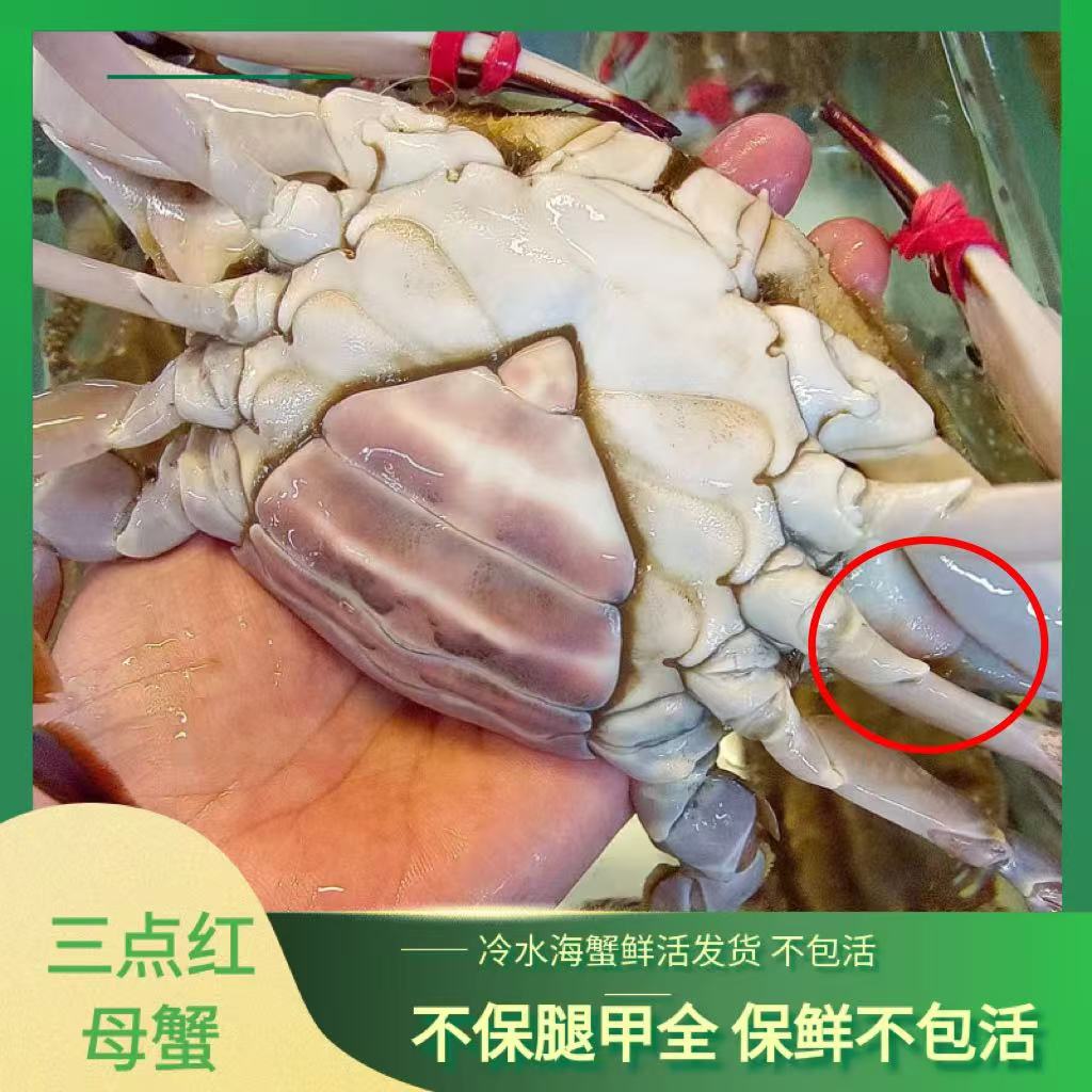 云【保鲜不保活】大号三点红母蟹3两以上/只 2斤/3斤装 不保腿甲全