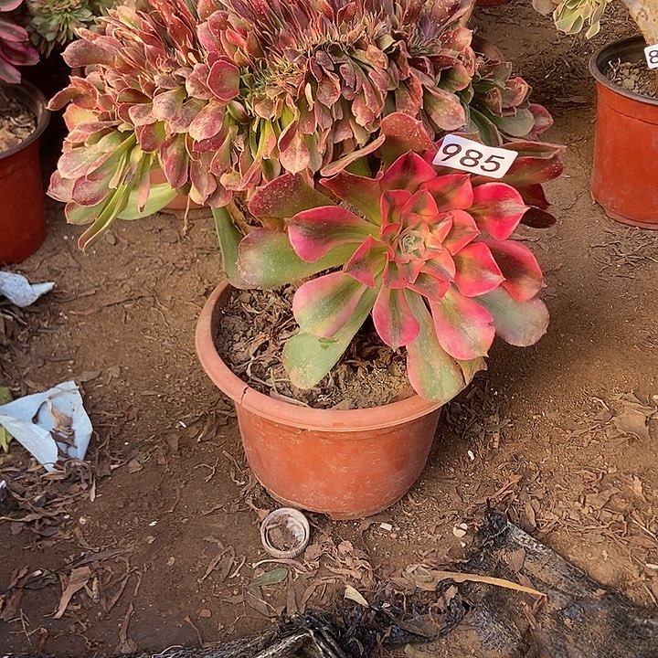 985香妃缀化老板子