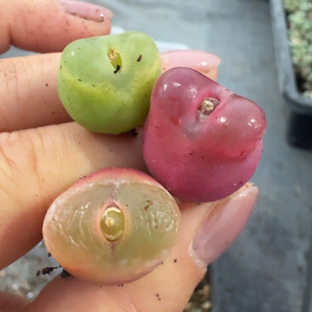 2981三颗88888888888