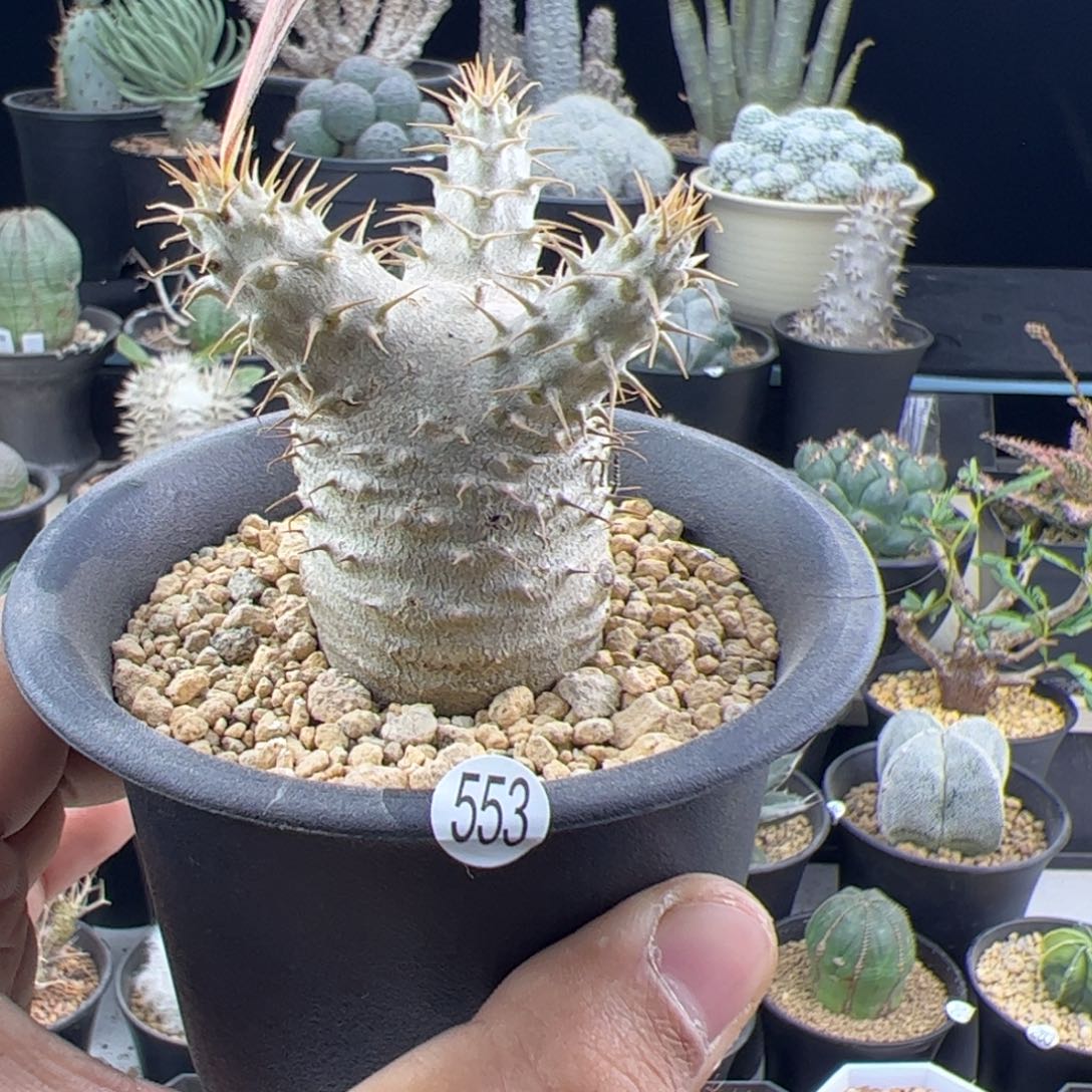 象牙宫一物一拍553