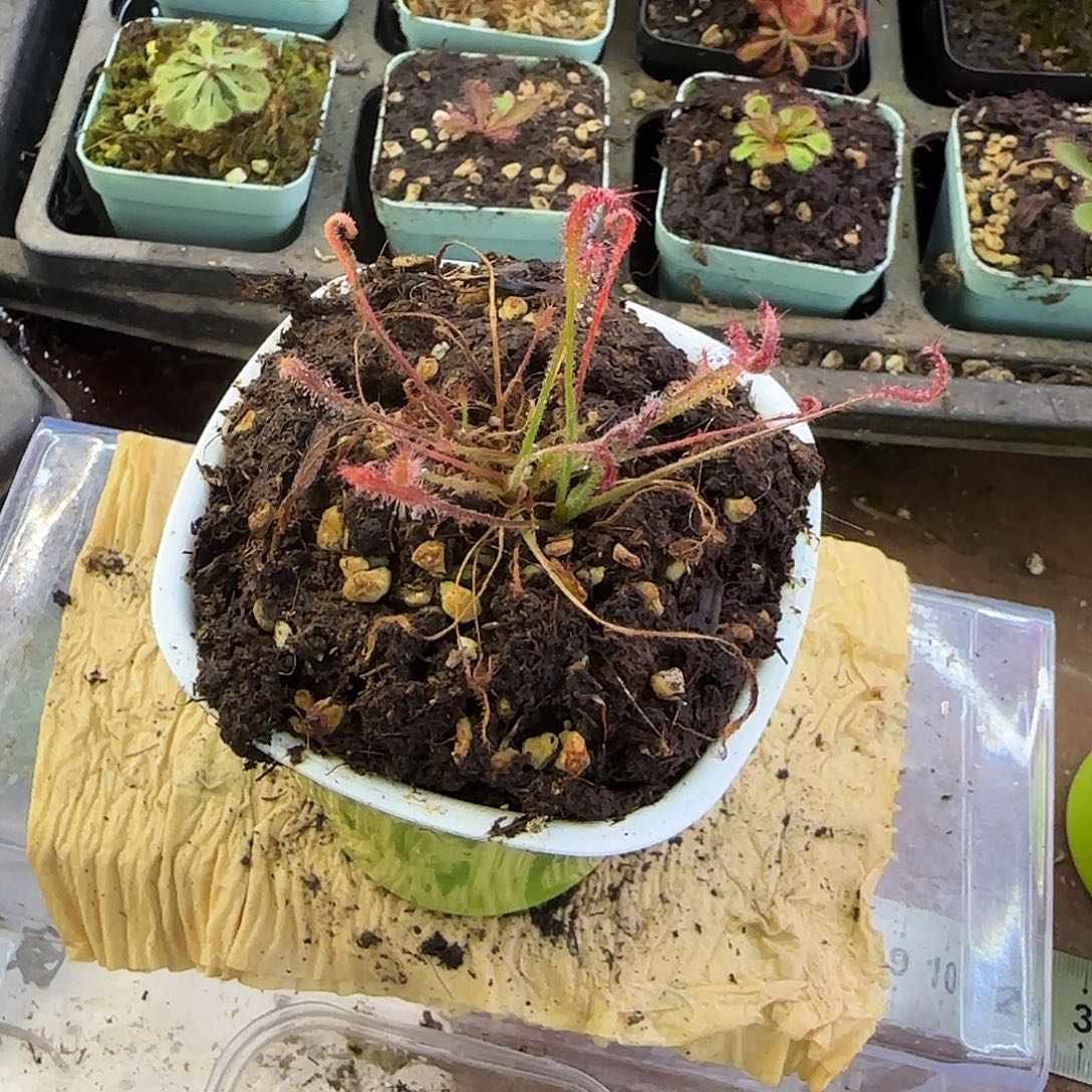 无花朵艳红茅膏菜