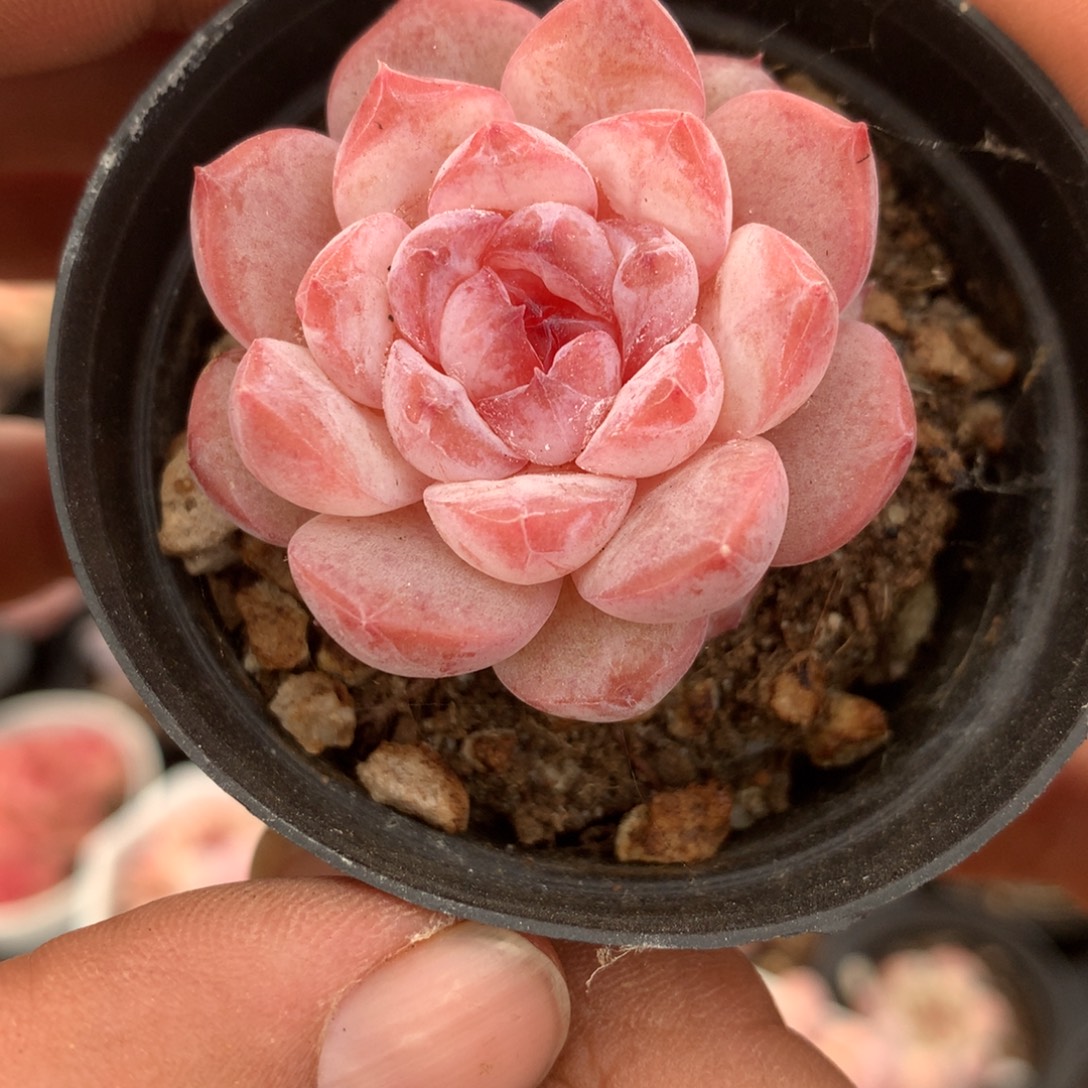 冰冰多肉一物一拍