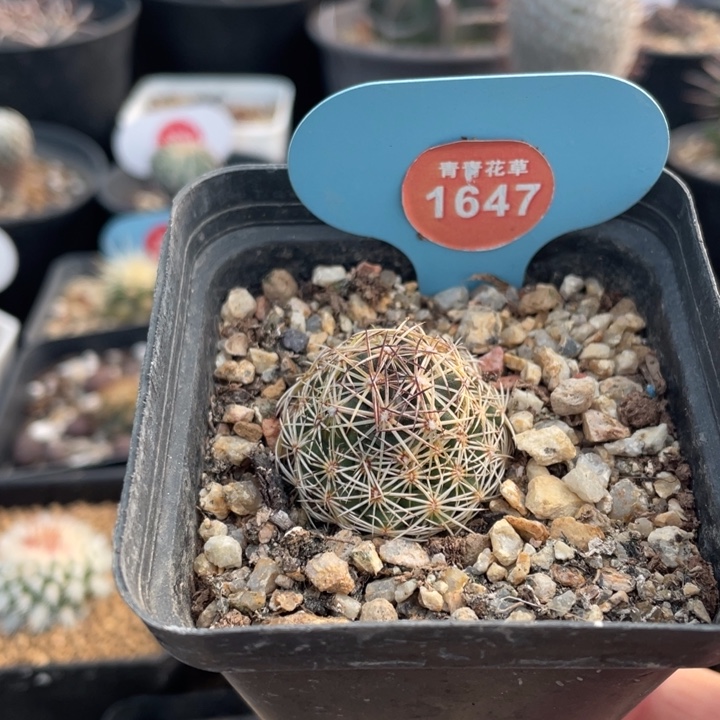 实生狮子奋讯16470000