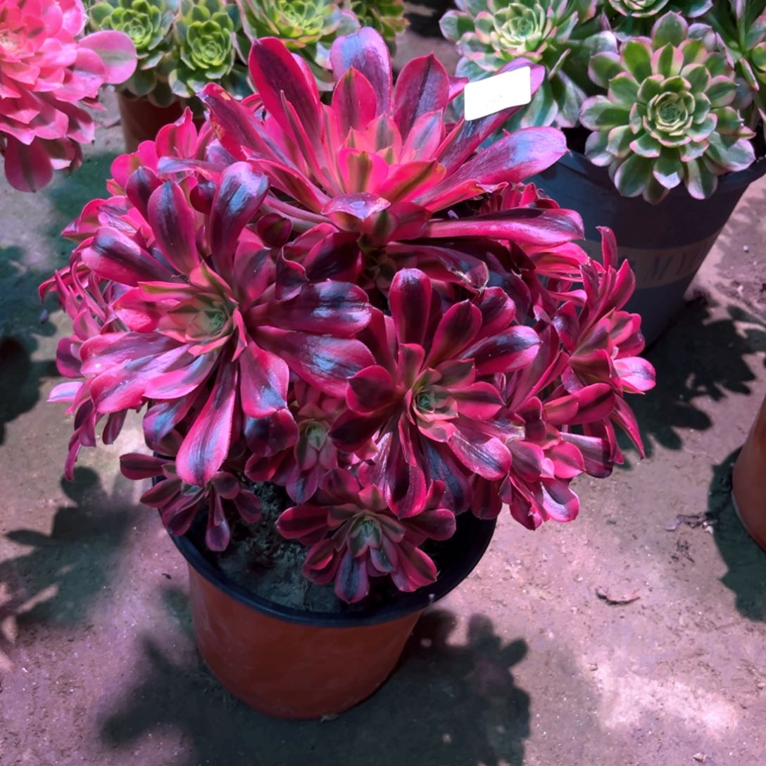 多肉植物美杜莎610