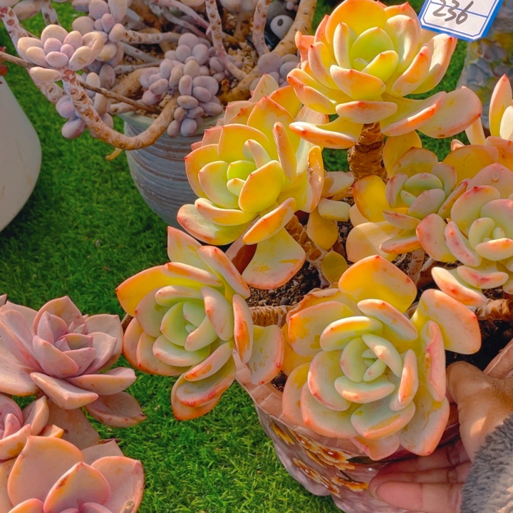 谢谢你的支持00000236