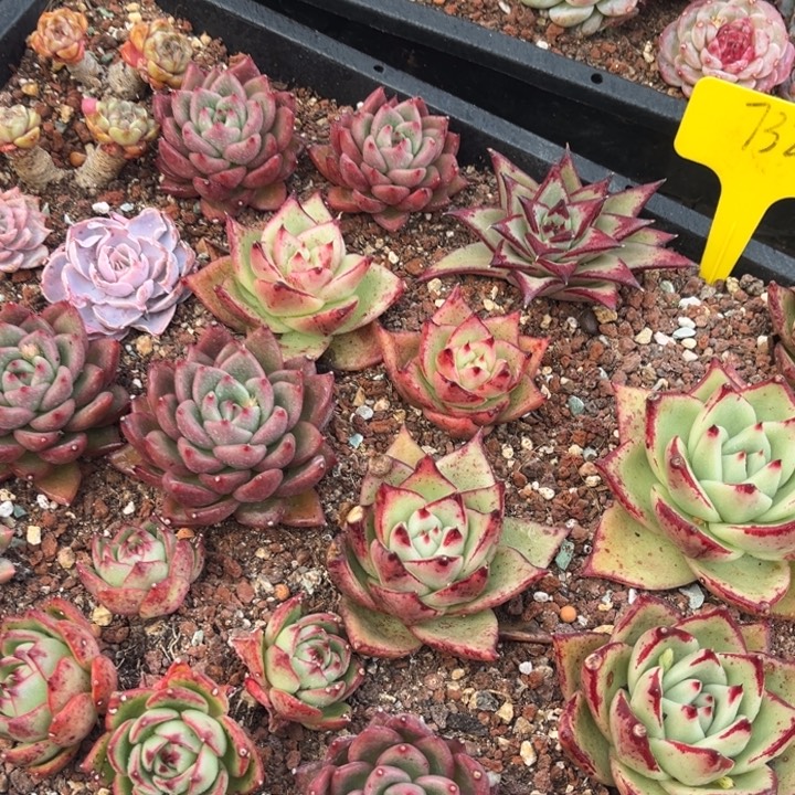 732多肉588898.08988000