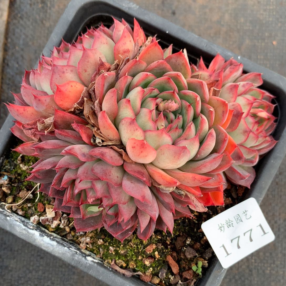 1771杂交精品基地13厘米