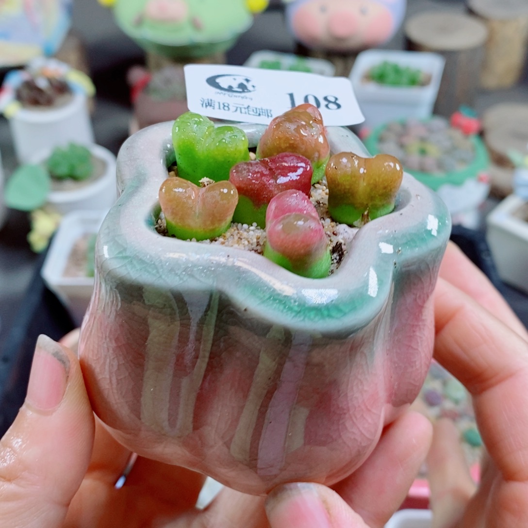 生石花花哈哈哈哈花花108