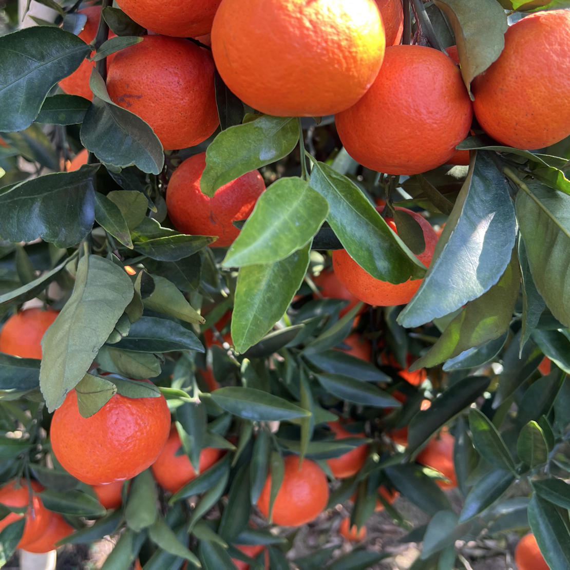 【砂糖蜜橘】果园直发酸甜可口孕妇妈妈老人小孩精选应急水果