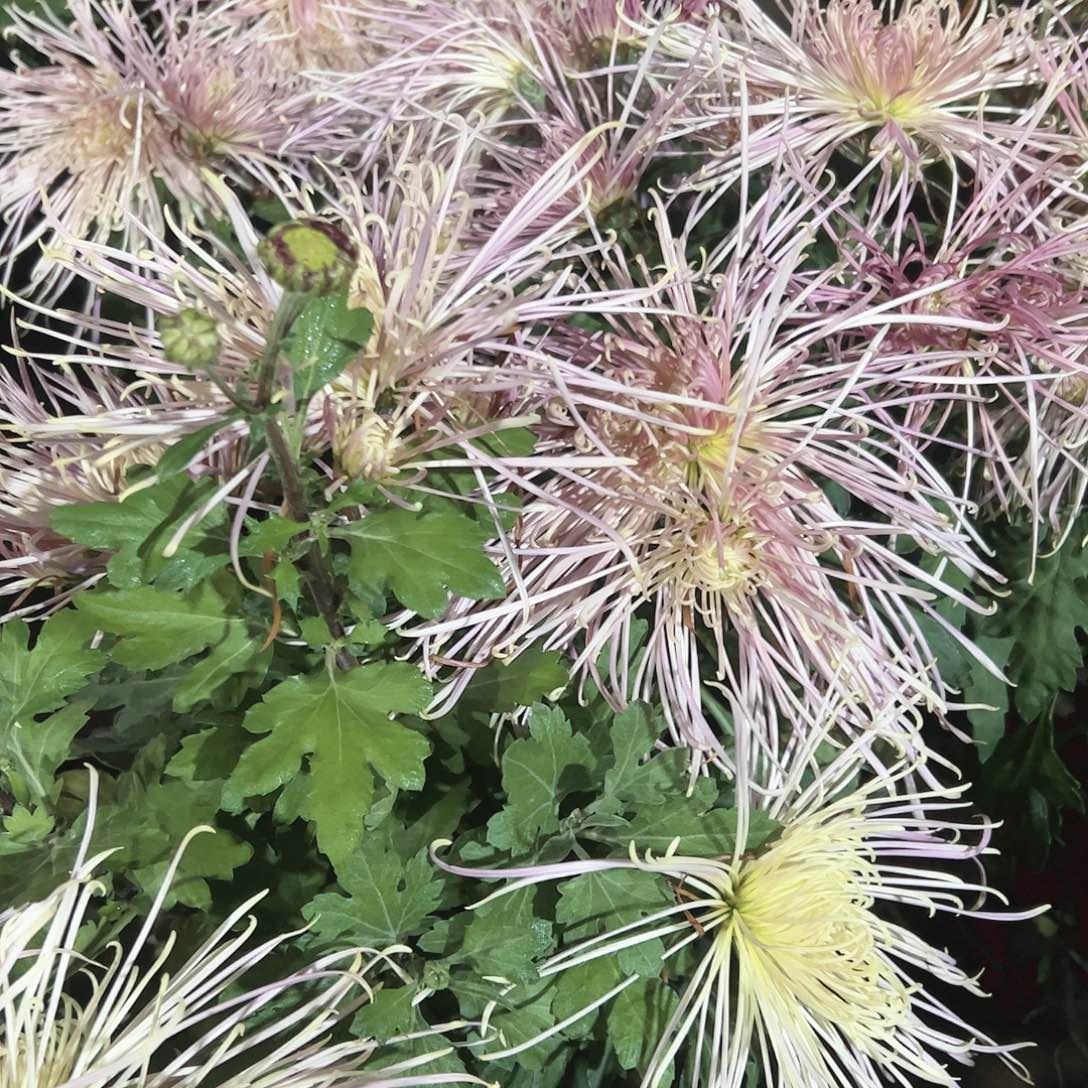 完全开放五彩锦带母本不售后