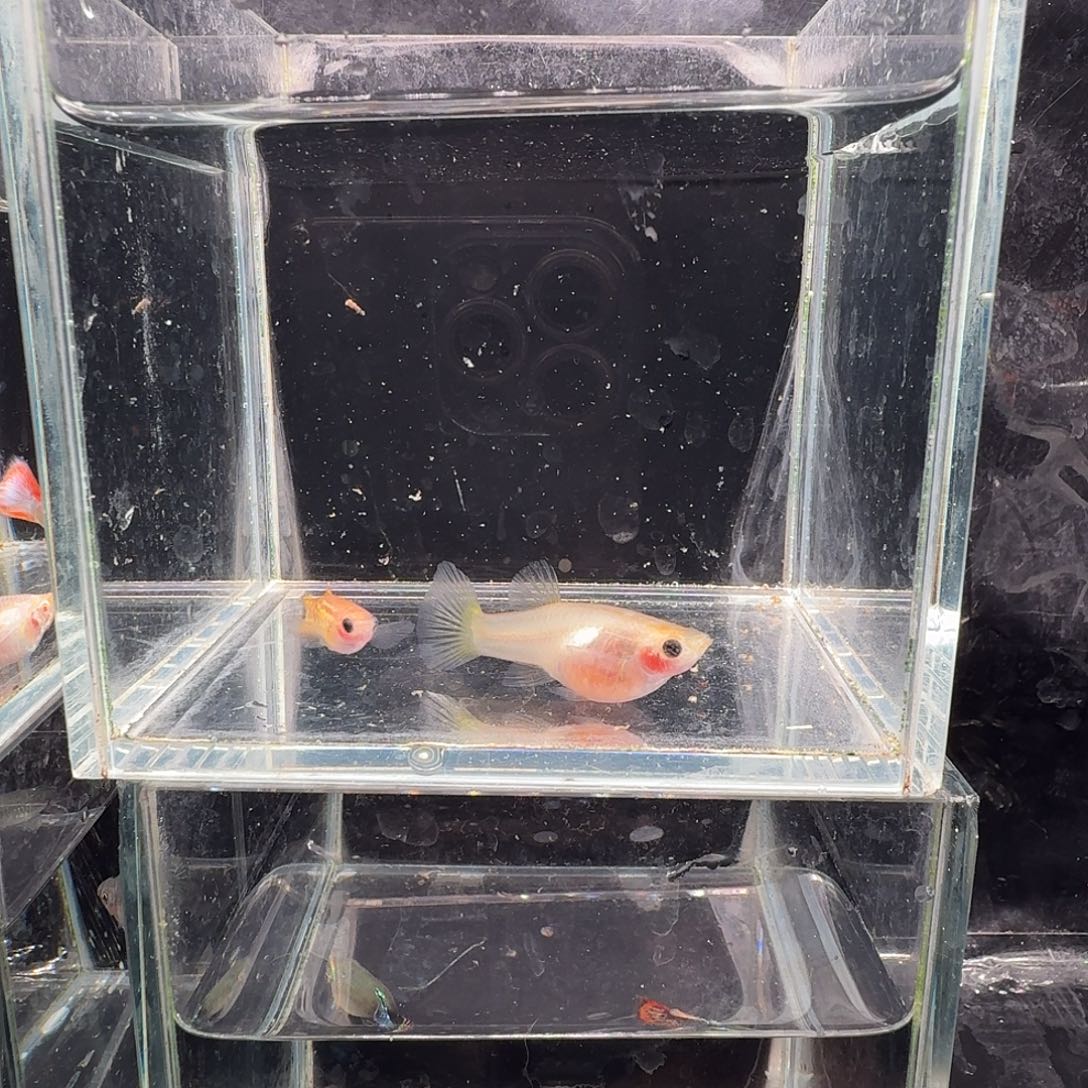 孔雀鱼黄金蕾丝玻璃猫1对