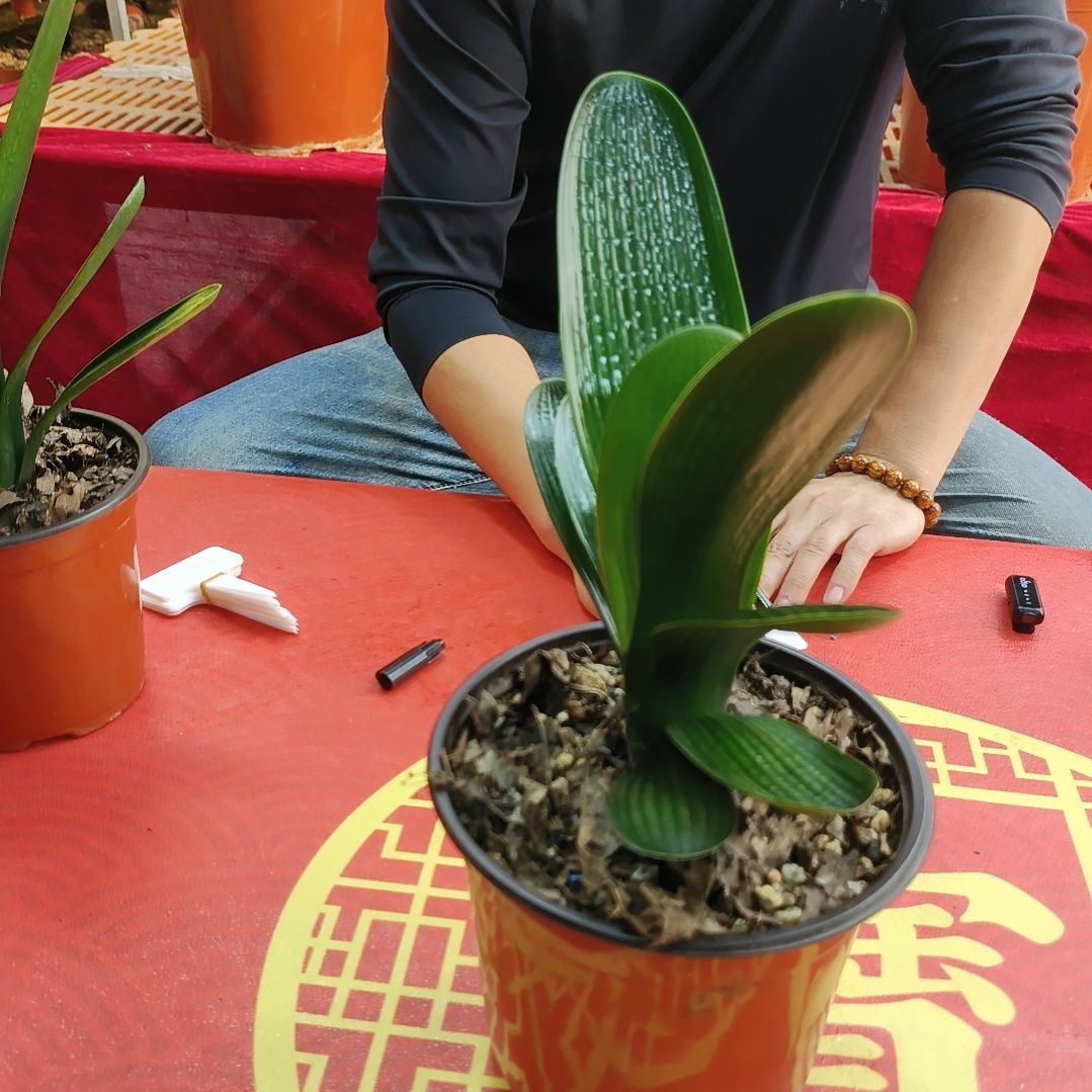 远***云当前无花栽培后可以开花
