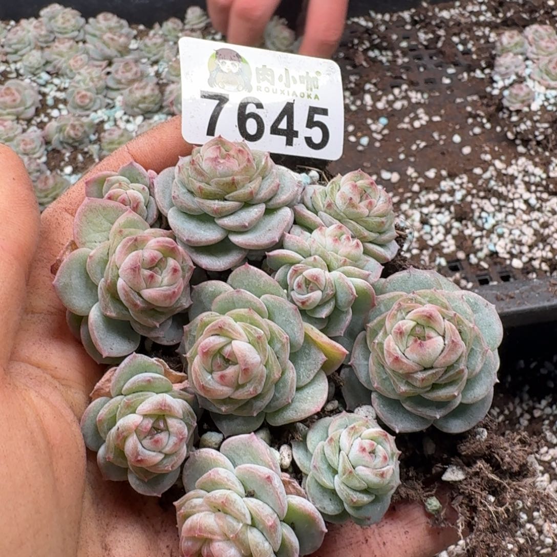 多肉植物多肉植物
