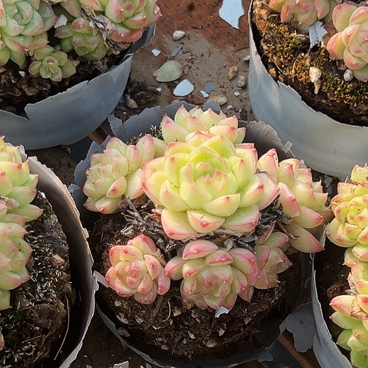 小的         红女王    福利