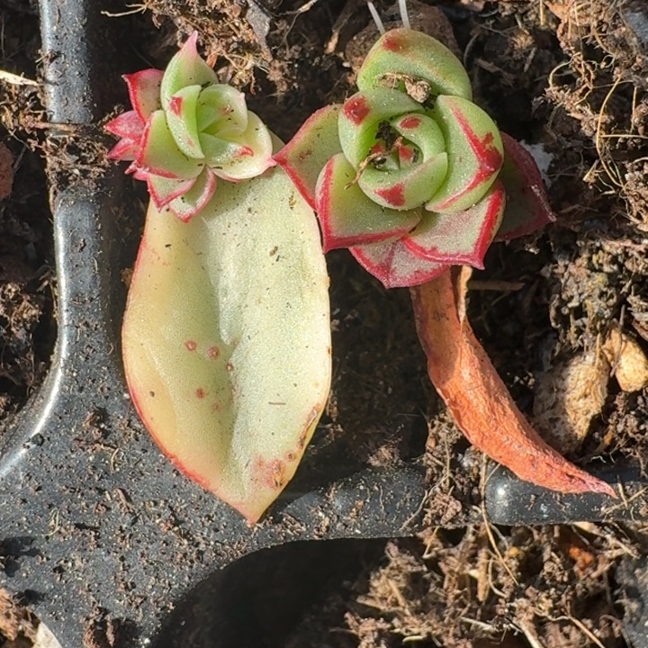 血斑斗牛士组合一物一拍164