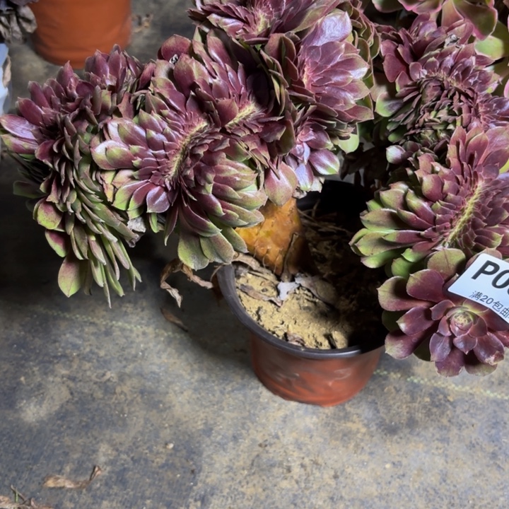 瑞妈，，。。。。088万缀