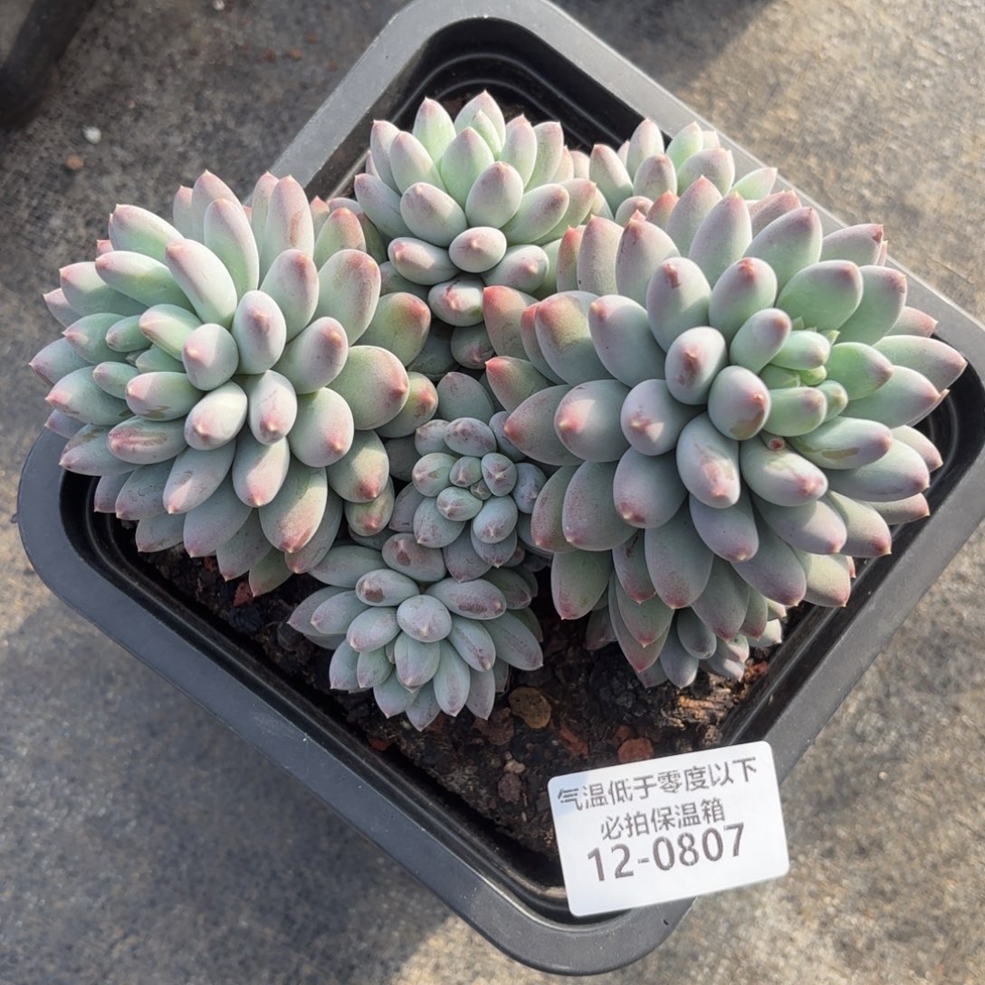 0807星月菩提美人多肉植物