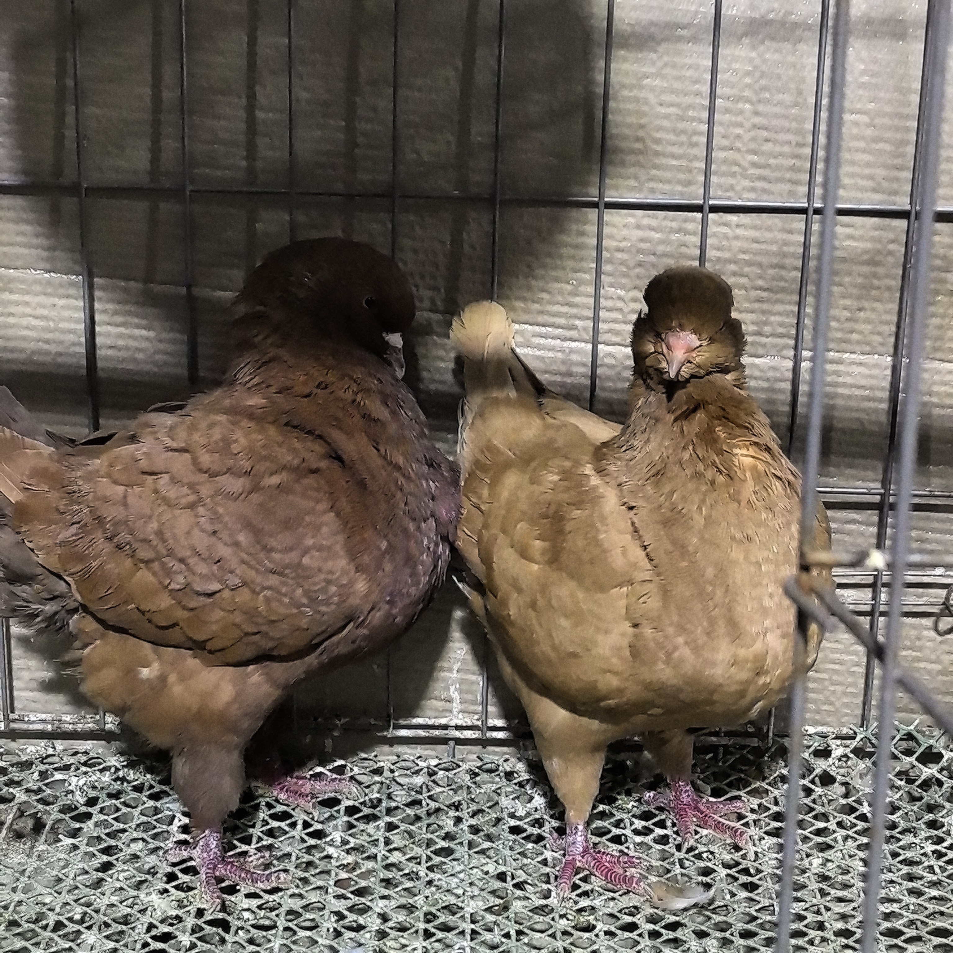 巨型纯种招财元宝鸽观赏鸽肉鸽种鸽活物