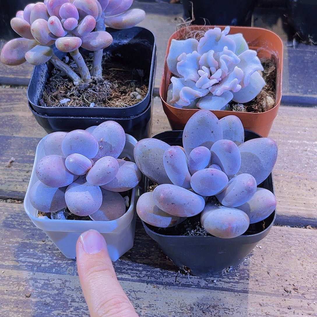 桃蛋。奶酪。 桃美人。白饺子