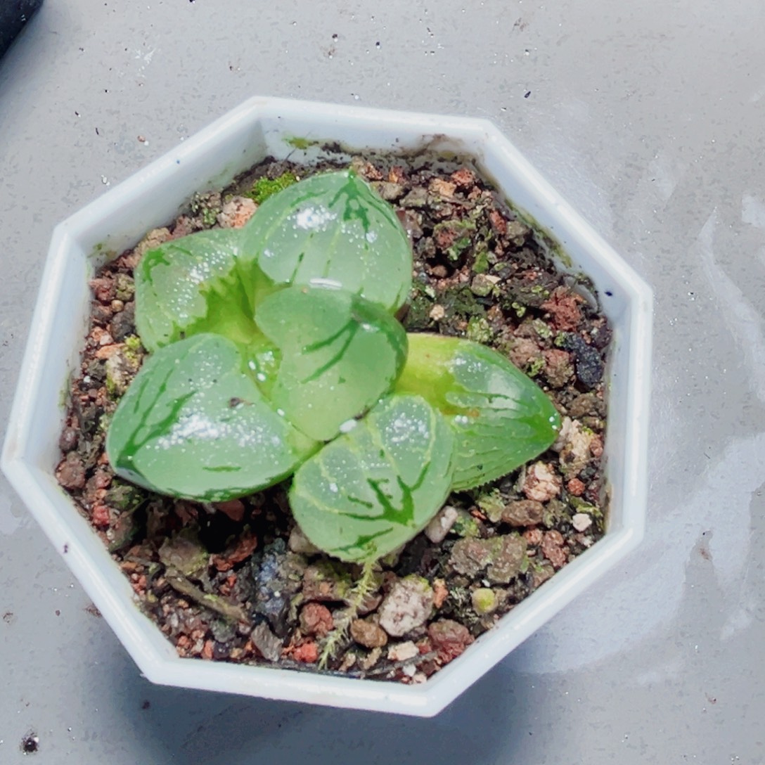 虞美人多肉植物6665