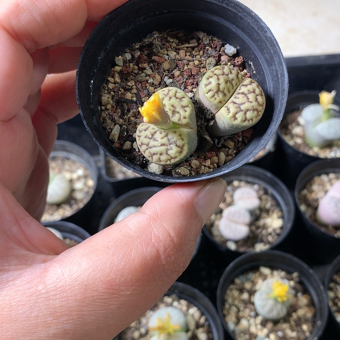 M387多肉植物保护