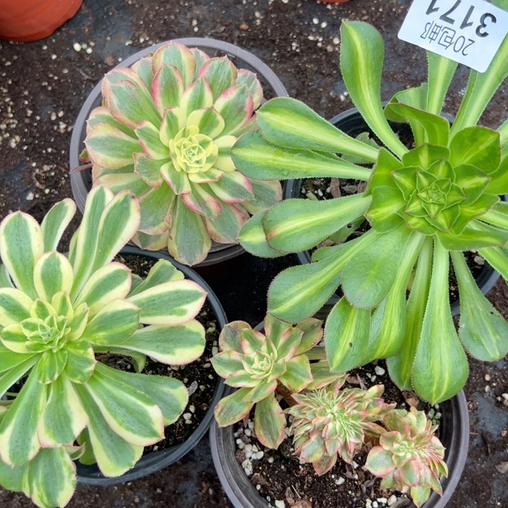 多肉植物3171种植物