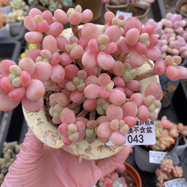 鱼子酱老桩有砍12cm043多肉植物