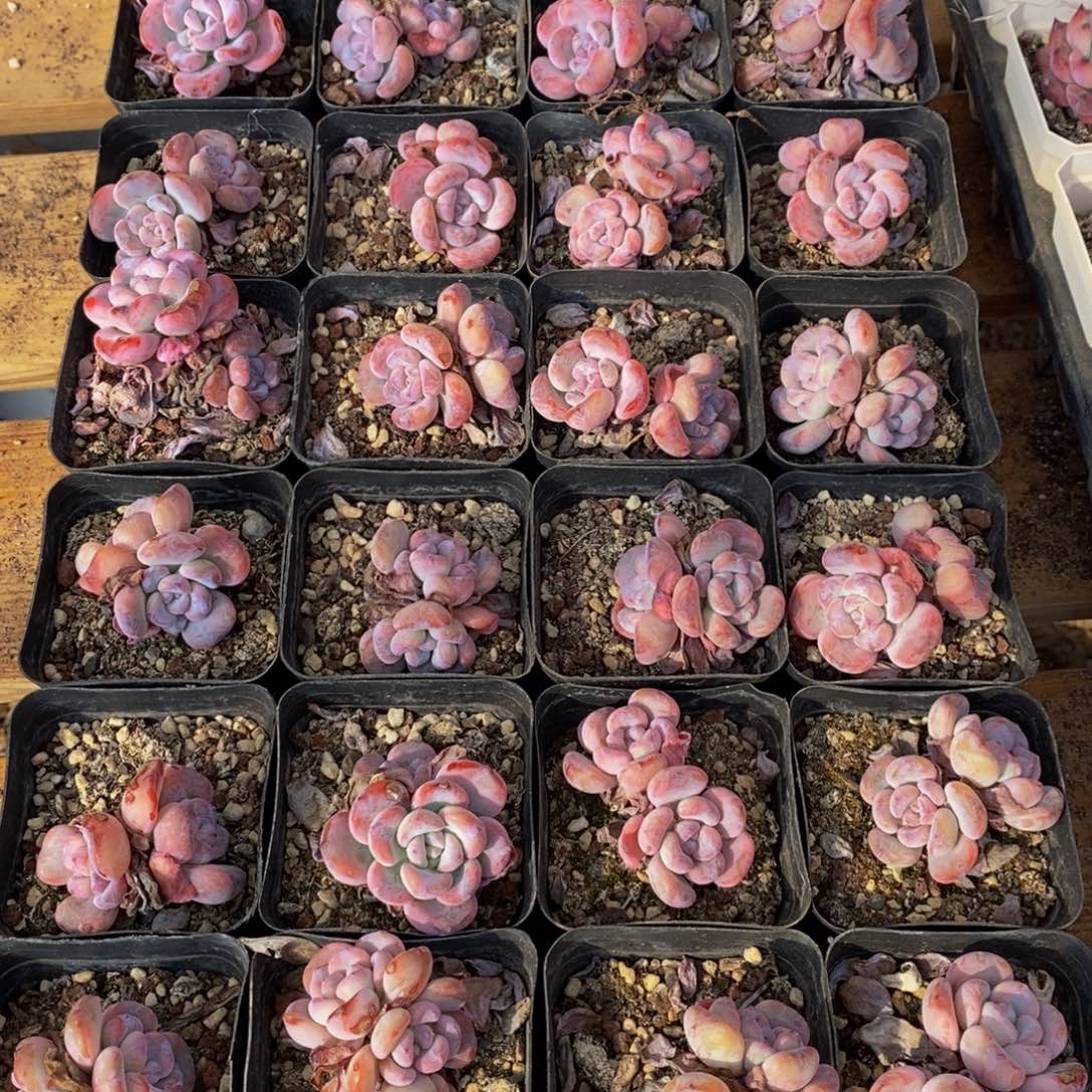 377多肉植物保护研究所所长