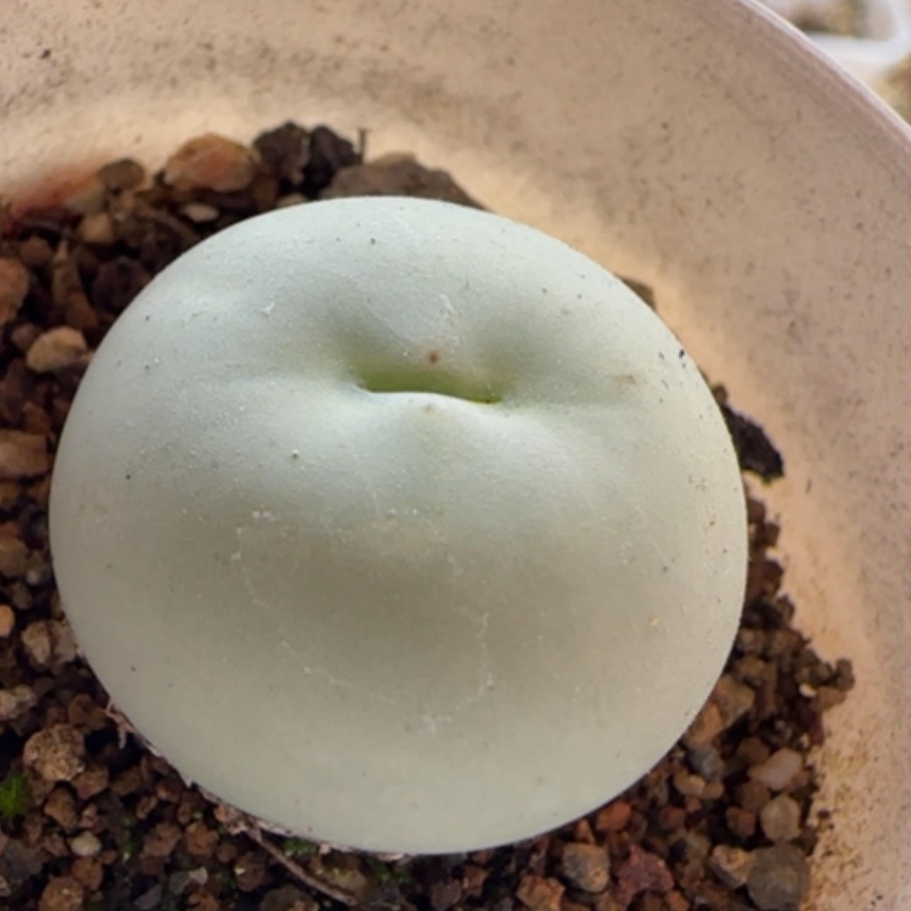 【闪购商品】0213鸽子蛋福利