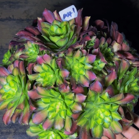 韶华多肉植物41多肉不包断