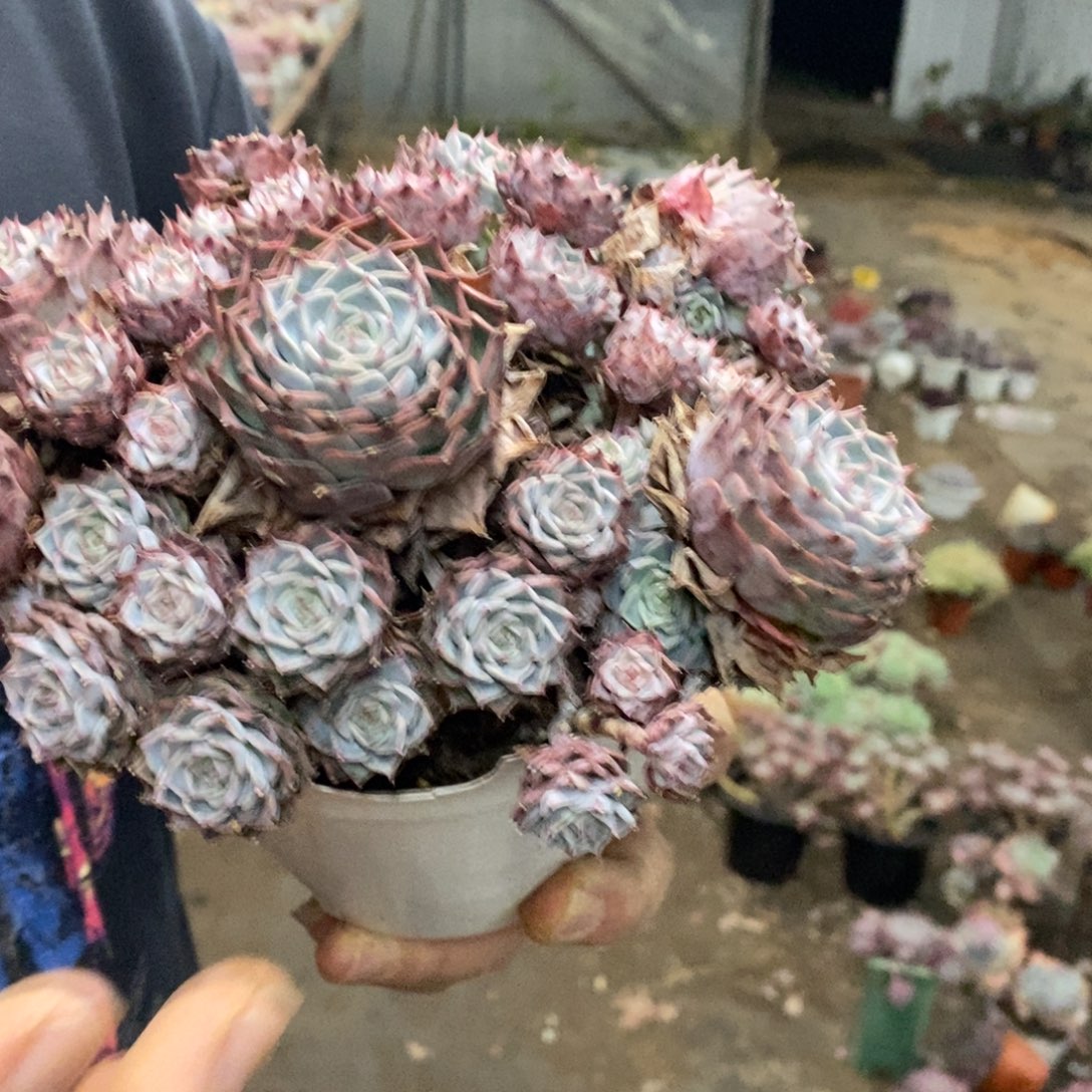 原始海滨格瑞带盆土，160杯